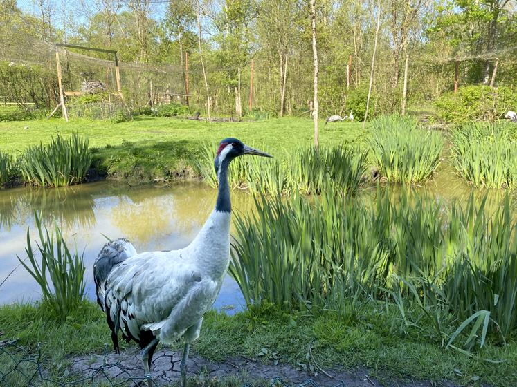 La grue cendrée, espèce migratrice protégée, partage un îlot avec des cigognes. Le parc abrite notamment un couple de cigognes noires - 75 couples restants en France - dont la reproduction cette année est la première recensée en Poitou-Charentes.
