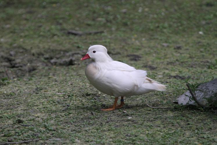 Mandarin albinos au parc ornithologique du Marais poitevin.