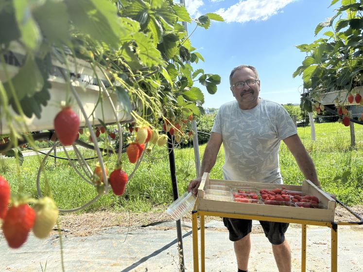Thierry Lemaître produit 10 variétés de fraises, sous serre, à Messemé.