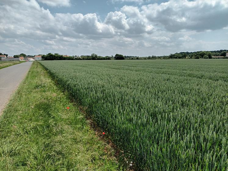 L'un des principaux problèmes mis en lumière par le colloque est le manque de protéines dans les variétés de blé emblavées en France, ce qui empêche de répondre au cahier des charges de certains acheteurs.