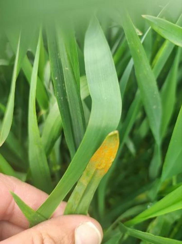 Les printemps frais et humides sont favorables au champignon.