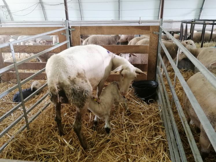 La survenue de la maladie dans les élevages ovins peut avoir des conséquences importantes sur le développement de l'agneau.