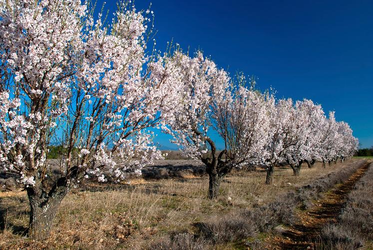 Amandiers en fleur sur le plateau de Valensole (Alpes-de-Haute-Provence).