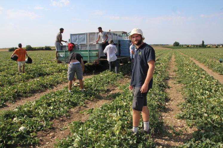 15 000 t de melons devraient être récoltés cette année dans le Haut Poitou, dont 3 000 labellisées IGP.