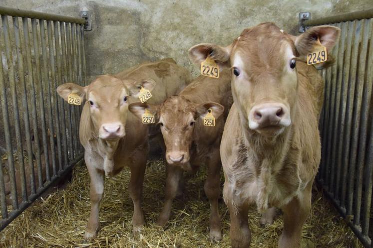 Élevés 30 km autour de Chalais, les veaux sont abattus entre 90 et 150 jours, à l'abattoir de Chalais. Ils doivent avoir un poids fiscal de la carcasse entre 90 et 160 kg. Ils doivent avoir un classement de conformation E, U ou R et un état d'engraissement de 2 à 3. La couleur de viande est classée entre 0, 1 et 2.