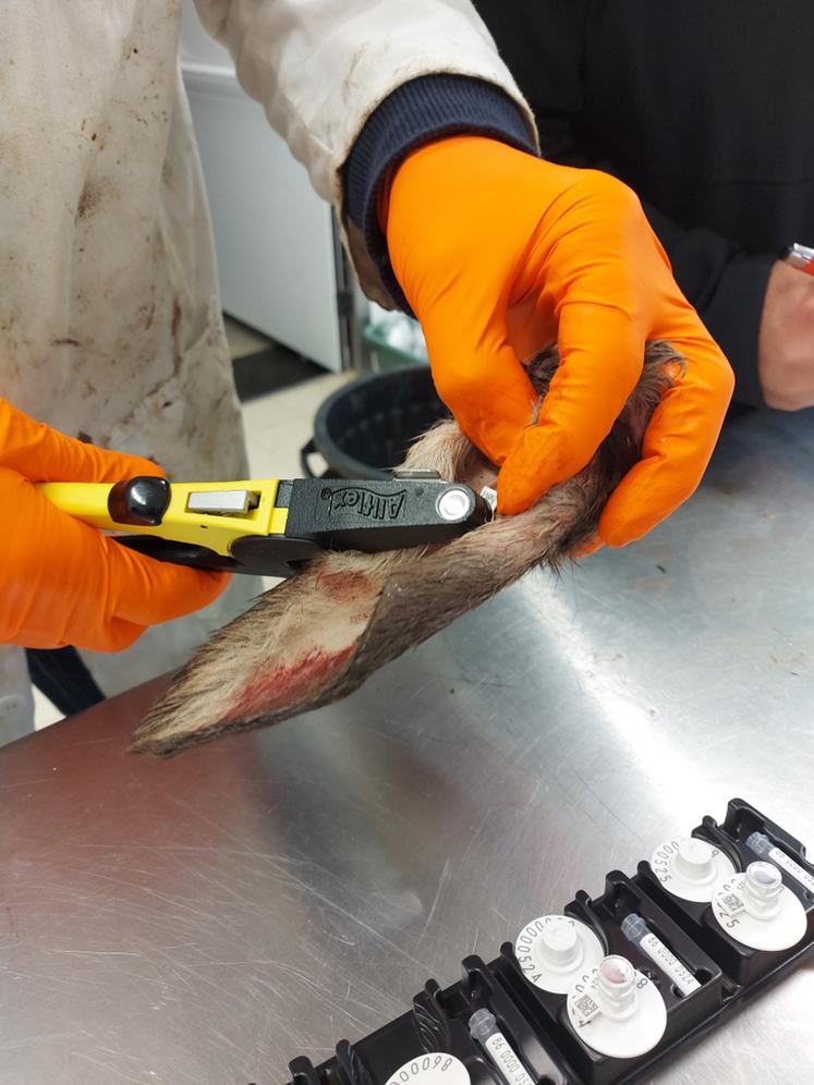 "Ça rend service à tout le monde d'avoir fait ce sondage virologique BVD sur des cervidés", confie Pascal Robichon.