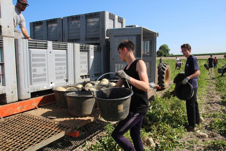 Les producteurs de melons sont de gros employeurs de main-d'œuvre saisonnière.
