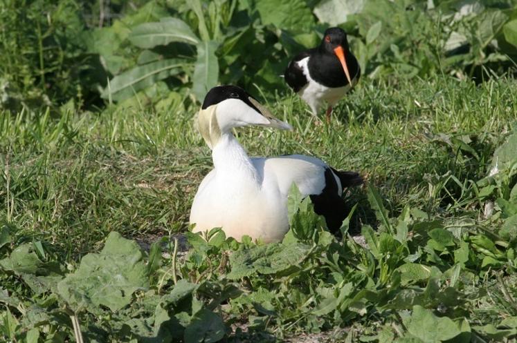 Parmi les nouvelles espèces visibles cette année au parc, l'Eider à duvet, le plus gros des canards plongeurs.