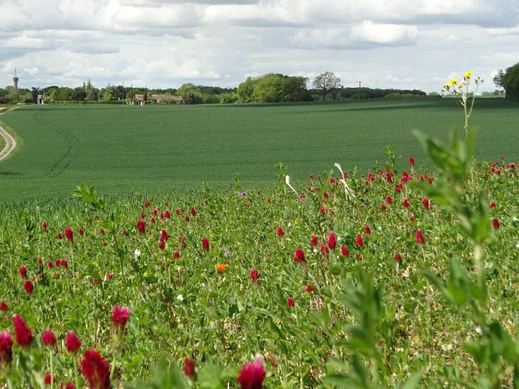 Lionel Boireau a semé 0,7 hectare de bandes fleuries.