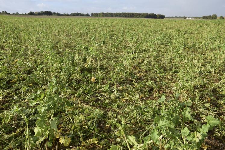 Jean-Marc Prudhomme, à Aigre, a ouvert une parcelle de 13 hectares de couverts végétaux au pâturage par des bovins. Ici, une photo prise en octobre 2024.