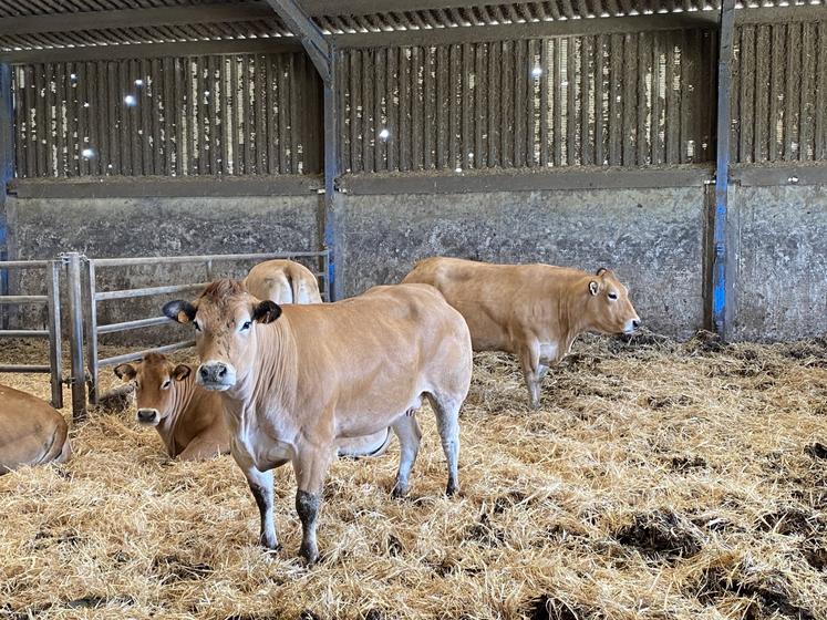 Le temps d'engraissement des vaches est de 14 mois, entre le dernier vêlage et l'abattage.