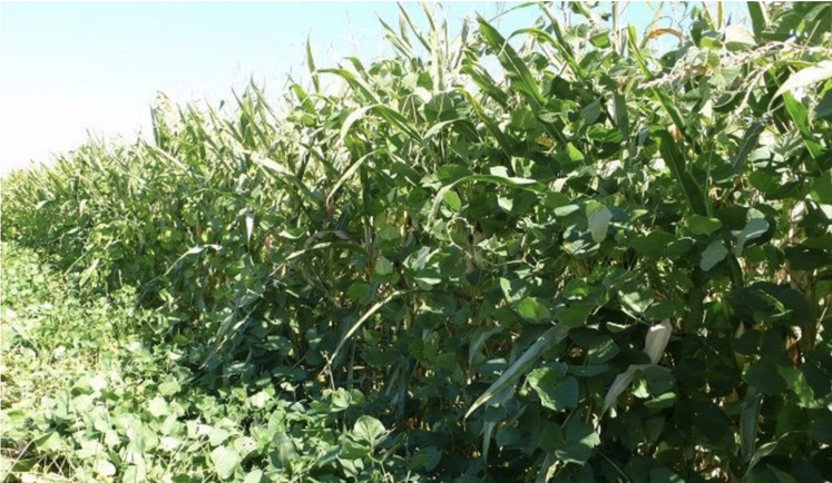 Un essai de maïs-lablab réalisé par le fournisseur de semences Semental.