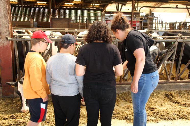 Les jeunes de l'IME Henri Wallon, à Châtellerault, sont entrés dans la stabulation des vaches laitières.