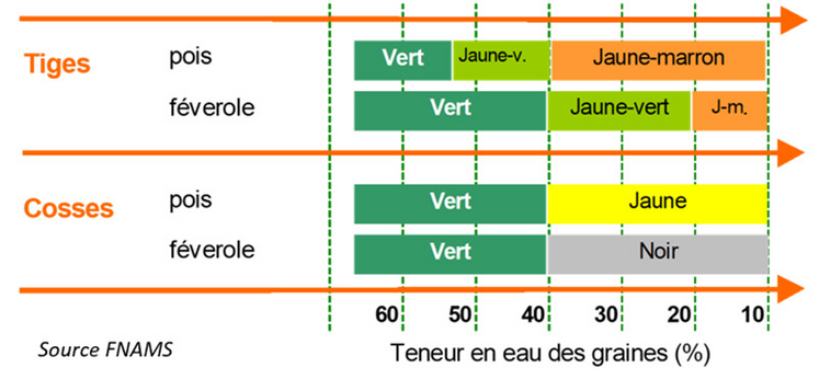 La couleur des tiges et des cosses est un bon indicateur de la teneur en eau des graines.