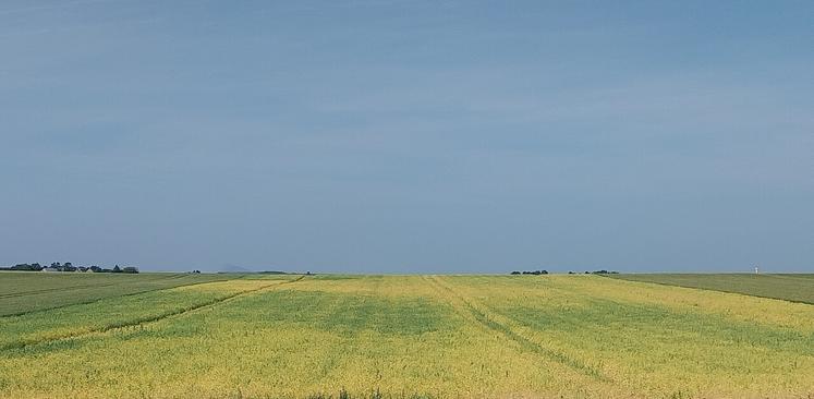 Une parcelle de pois d'hiver à l'approche de la maturité.