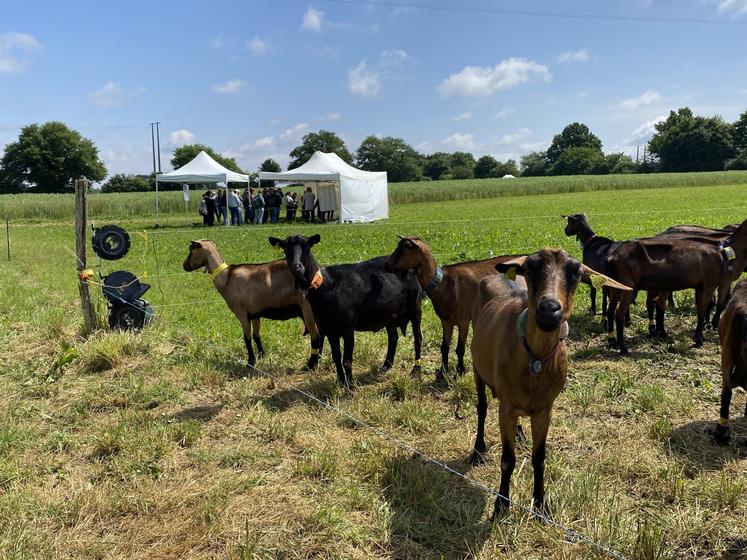 La journée Cap'Vert a exposé les travaux réalisés à Patuchev, autour de sept ateliers consacrés à la gestion des prairies, du pâturage et de l'alimentation, aux bâtiments, à la reproduction et à l'élevage des chevrettes.