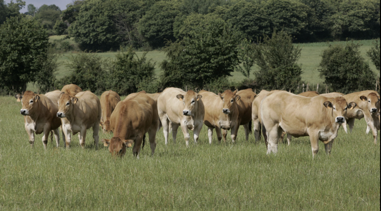 Le Label rouge a commercialisé 540 t en 2024 dans 53 points de vente, alors que le nombre d'animaux labellisables se rapproche des 50 %.