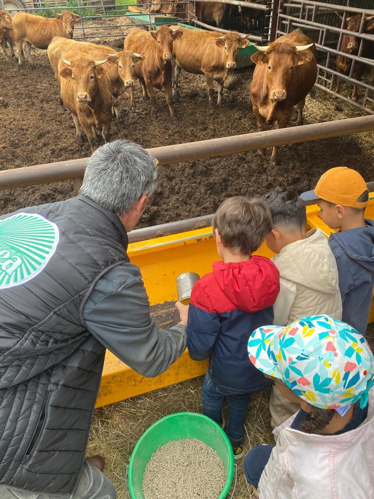 Des élèves de l'école Maurice Carême de Châtellerault ont découvert la race Limousine.