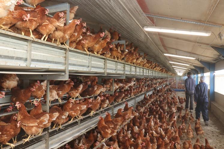 Une volière de poules pondeuses (code 2).