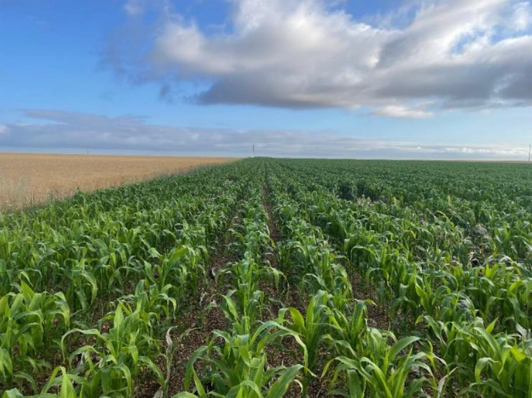 Maïs subissant un stress hydrique à 9 feuilles en groies moyenne à Vouhé (17).