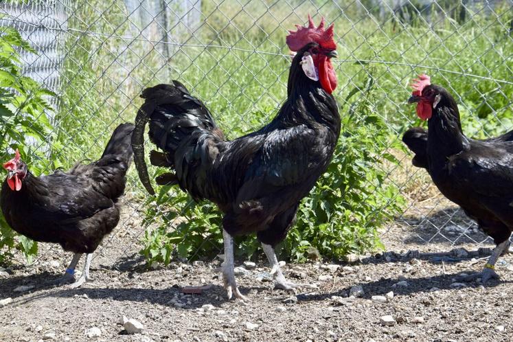 Le poulet de Barbezieux est une race emblématique du Sud Charente. Hélas, elle ne recense plus de producteurs dans sa région d'origine.