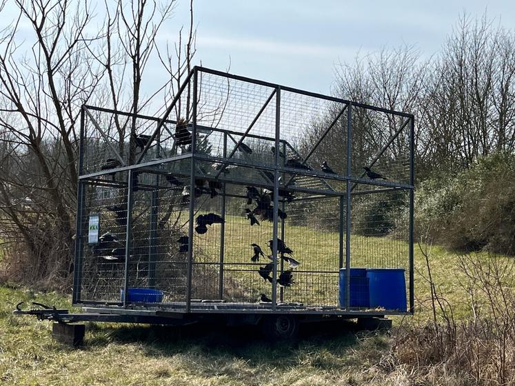 Plusieurs espèces ne sont plus classées nuisibles depuis le 13 mai, notamment dans la Vienne.