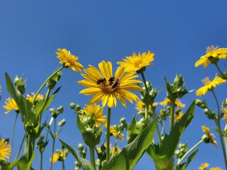 La silphie est une plante pérenne. Sa floraison intervient de mi-juillet à septembre. Les intérêts mellifères de la silphie sont reconnus mais les recherches concernant le potentiel de production de miel sont en cours.