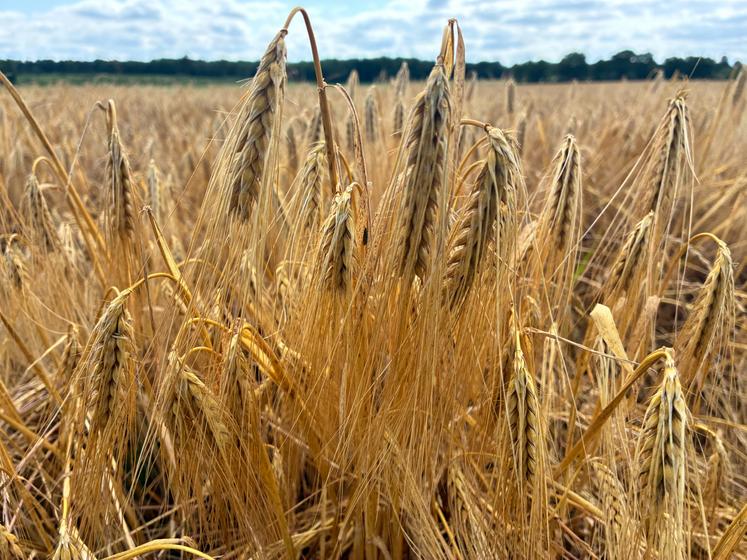 L'orge est à 60-70 quintaux avec quelques écarts selon les parcelles (jusqu'à 80 quintaux maximum). Les récoltes sont quasiment finies.