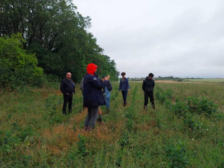 Visite d'une parcelle de silphie, implantée en 2024 sur l'exploitation de Laurent Brault à Migné-Auxances.