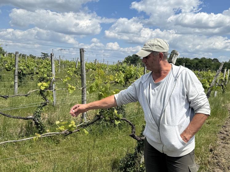 Laurent Fradon, sur une de ses parcelles à Baignes-Sainte-Radegonde, montre l'étendue des dégâts causée par le chevreuil.
