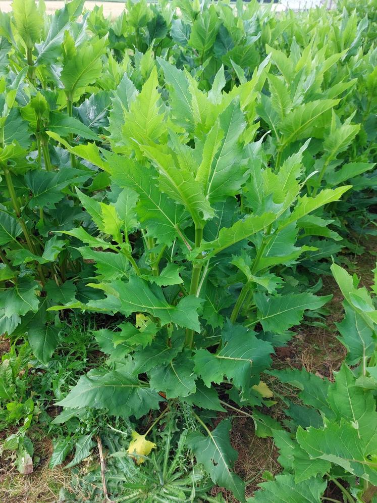 Les tiges de la silphie peuvent atteindre 3,5 mètres de haut avec des feuilles de grandes tailles.