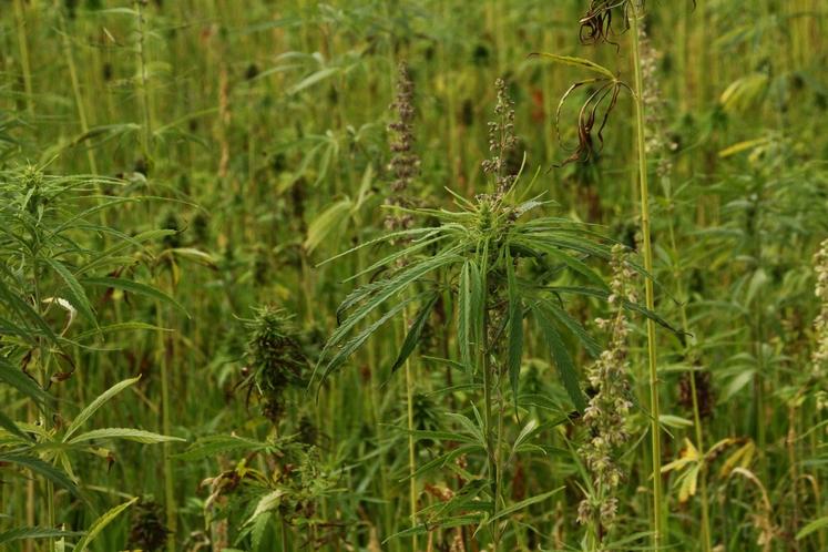 L'implantation de chanvre peut contribuer à l'allongement des rotations.