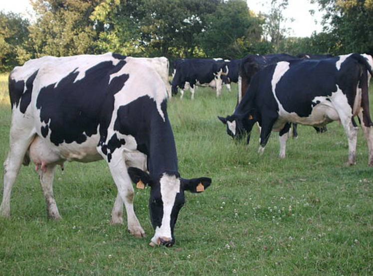Des IA avant 19 mois peuvent permettre de produire 1 000 kg de plus à l'échelle de la carrière.