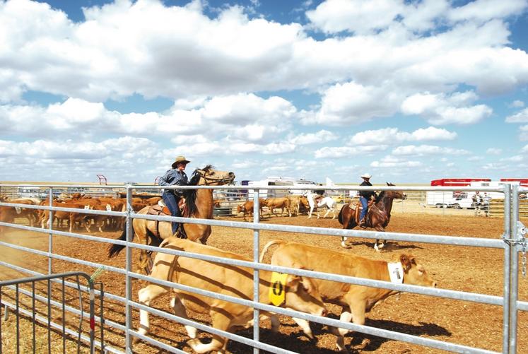 Nouveauté cette année : du tri de bétail à cheval.