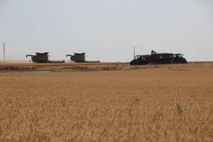 Ces derniers jours, le ballet des moissonneuses a été rythmé par les impératifs d'une météo caniculaire.