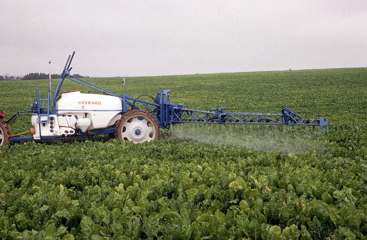 Dans l'Union européenne, le seul néonicotinoïde autorisé reste l'acétamipride, avec un seuil limite d'exposition divisé par cinq pour les fruits et légumes. Les betteraviers français l'estiment indispensable pour combattre les pucerons qui transmettent la jaunisse.