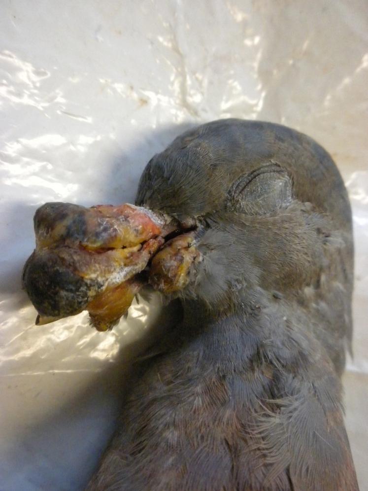 La vigilance des chasseurs permet d'alerter sur certaines pathologies comme la trichomonose chez le pigeon ramier.