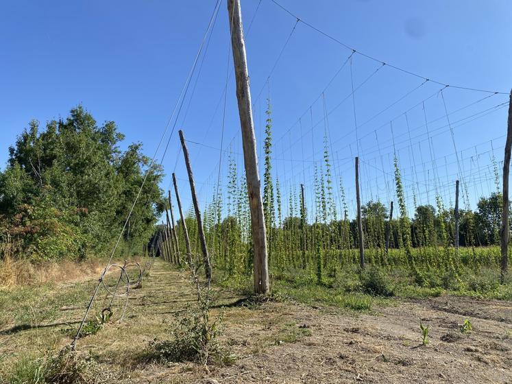 Parcelle de houblon à Chef-Boutonne (Vincent Auzanneau)