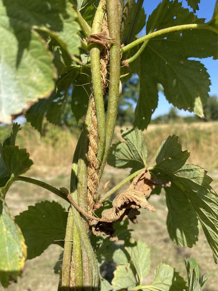 La liane de houblon suit le soleil et s'enroule dans le sens horaire autour de la cordelette de coco.