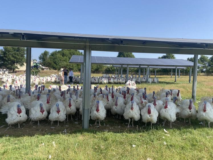 Les panneaux ont été installés sur 1 300 m2 de manière à inciter les volailles à couvrir toute la surface du terrain.
