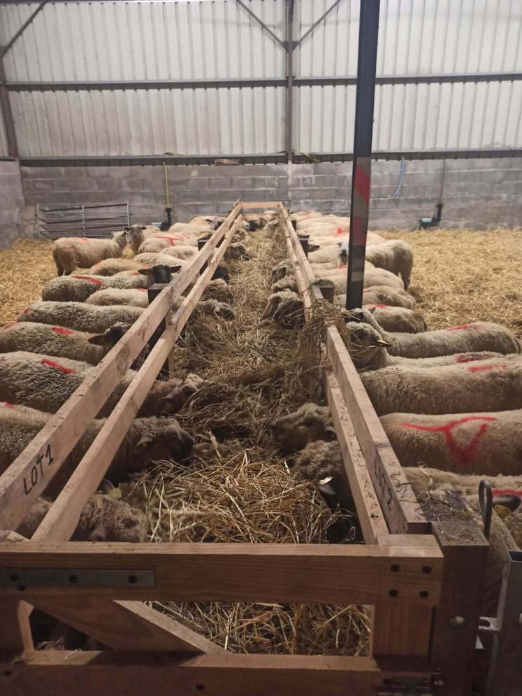 Les brebis sont rentrées en bergerie un mois avant l'agnelage et reçoivent une ration basée sur la luzerne.