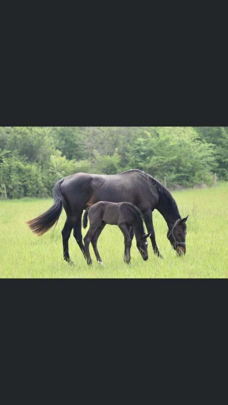 Barbiegirl et Million, de l'élevage des Trois Roses à Réparsac.