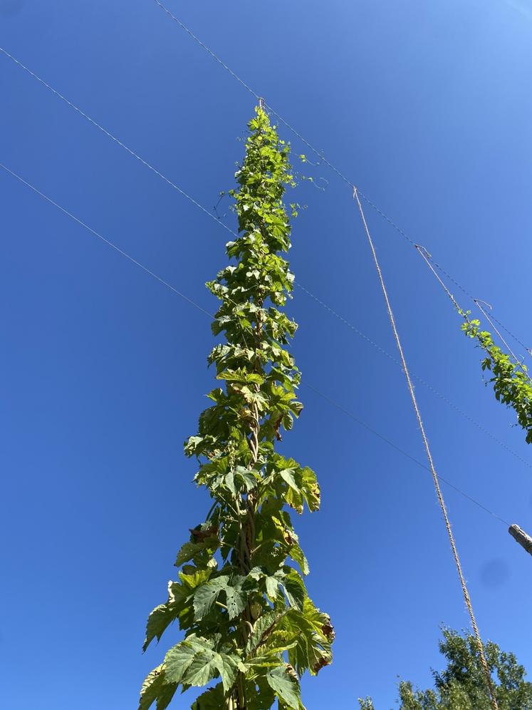 Culture de houblon à Chef-Boutonne (Vincent Auzanneau).