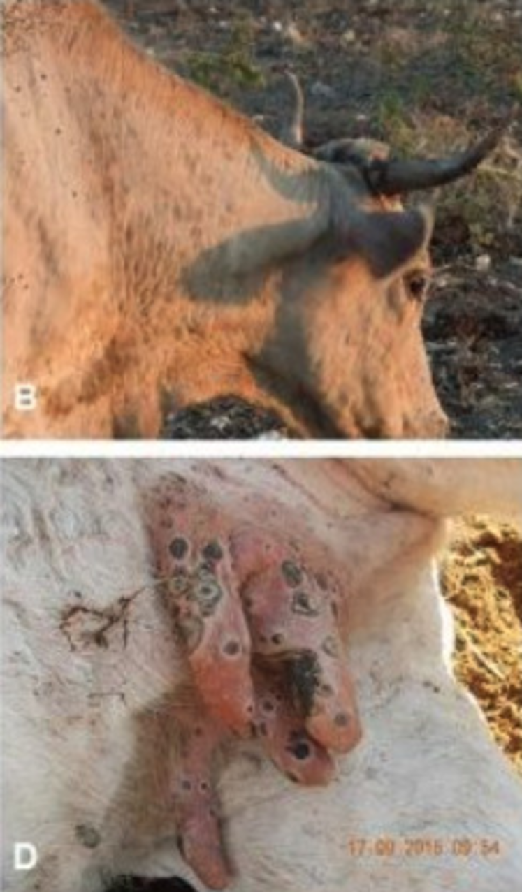 Après la fièvre, des nodules durs arrondis et indolores apparaissent sur l'animal.