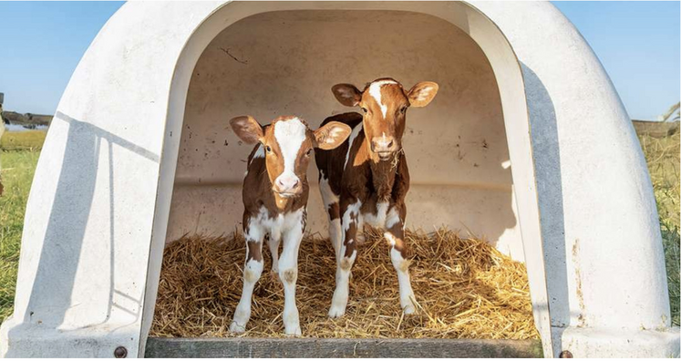 La pratique généralisée consiste aujourd'hui à passer les veaux dans des logements collectifs autour de trois semaines.