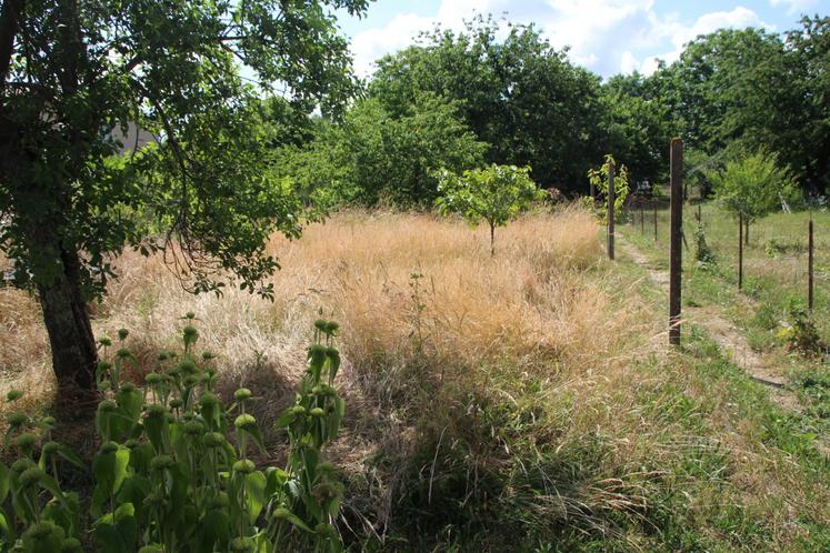Derrière la terrasse, un jardin de 200 m2 où un projet de jardin pédagogique est en train de naître. Un bon poste d'observation de la biodiversité.