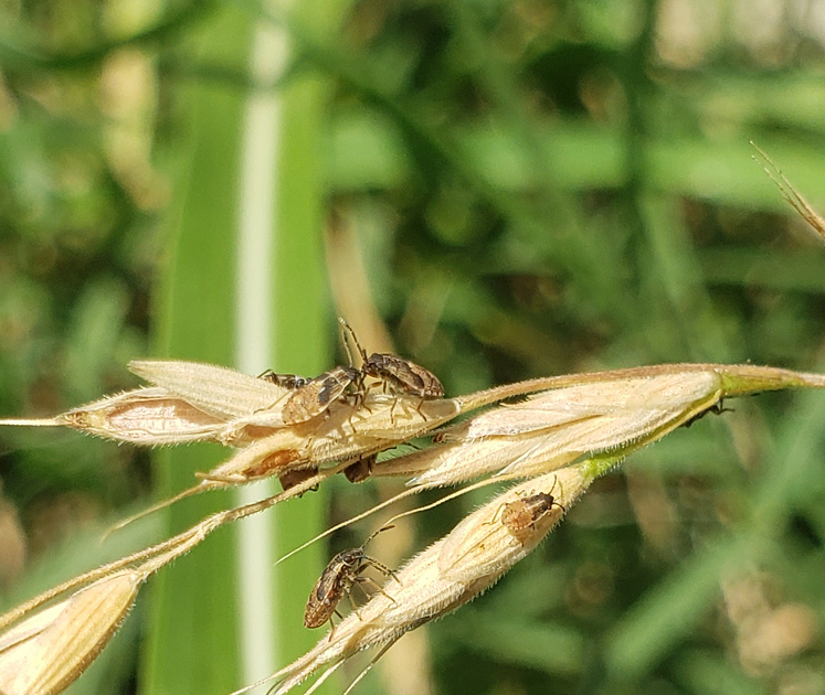 Les fausses punaises des céréales n'impacte pas la santé humaine. 