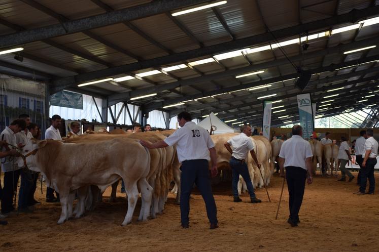 National blondes d'aquitaine Lezay 2025