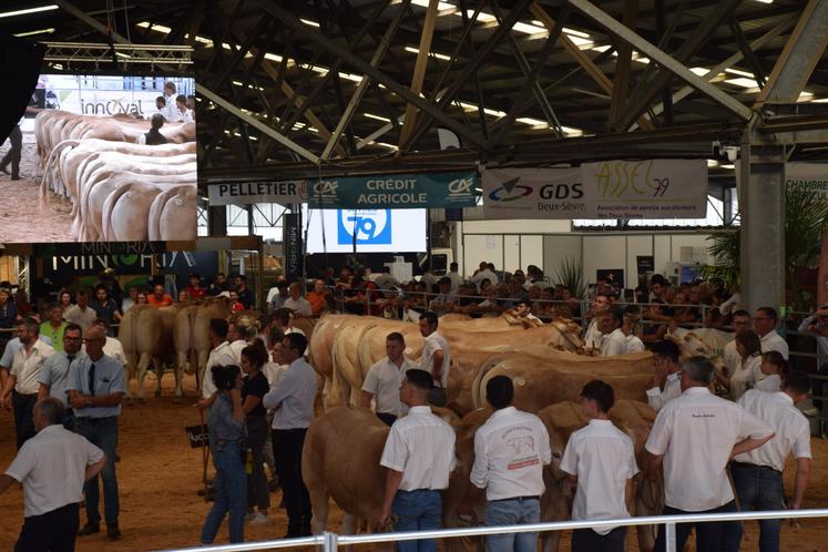 National blondes d'aquitaine Lezay 2025