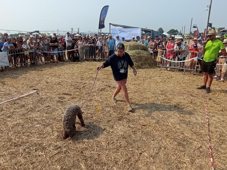 La trufficulture faisait partie des activités présentées lors de cette édition. L'Association des trufficulteurs de Charente-Maritime a notamment proposé une démonstration du talent des chiens truffiers.